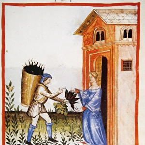 Tacuinum Sanitatis. 14 th century. Medieval handbook of heal