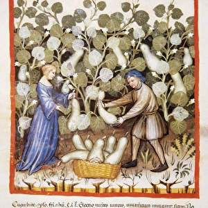 Tacuinum Sanitatis. Late 14th century. Farmers harvesting pu