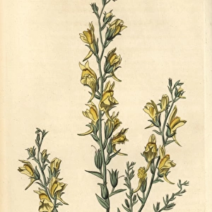 Tall broom-like toad flax, Linaria genistifolia var procera