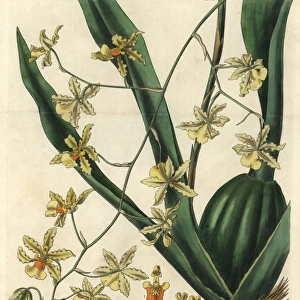 Tall-stemmed oncidium orchid, Oncidium altissimum