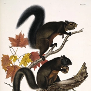 Sciuridae Collection: Douglass Squirrel