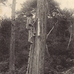 Tapping for pine resin - Arcachon, France