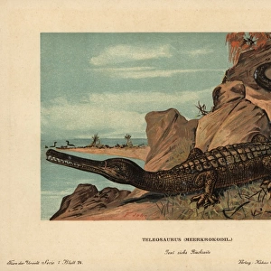 Teleosaurus, extinct crocodilian carnivore