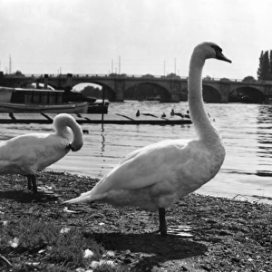 Thames Swans