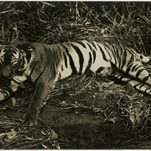 Tiger - Singapore, Malaysia