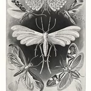 Butterfly Art Prints: Diamondback Moth