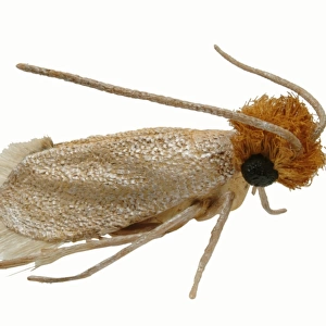 Tineola bisselliella, common or webbing clothes moth model
