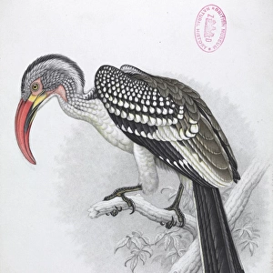 Tockus erythrorhynchus, Red-billed hornbill