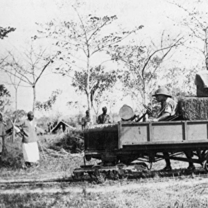 Transporting supplies, Schaedels Farm, Lindi, WW1