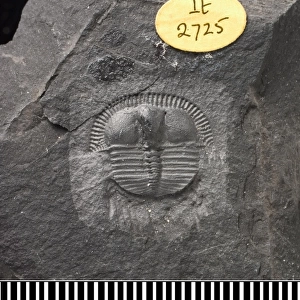 Trinucleus, a fossil trilobite