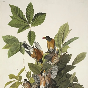 Turdus migratorius, American robin