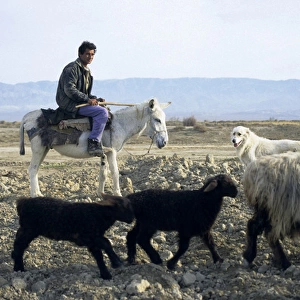 Turkmen shepherd on a donkey - accompanied by a