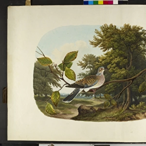 The turtle dove Streptopelia turtur
