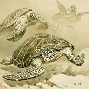 Turtles Collection: River Turtles