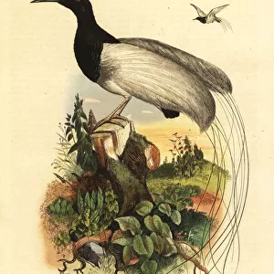 Twelve-wired bird-of-paradise, Seleucidis melanoleucus
