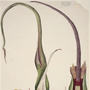 Typhonium venosum, voodoo lily
