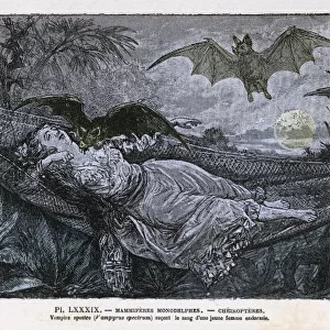 Vampire Bats / Rengade