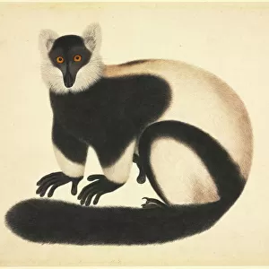 Lemuridae Collection: Black Lemur