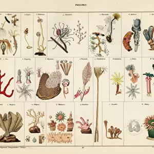 Varieties of corals, seafans, polyps and sea anemones