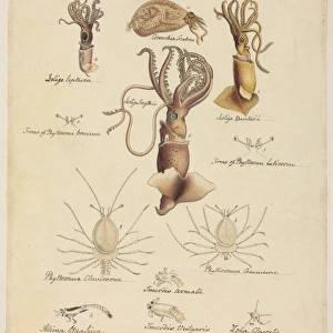 Various Mollusca and Crustacea species