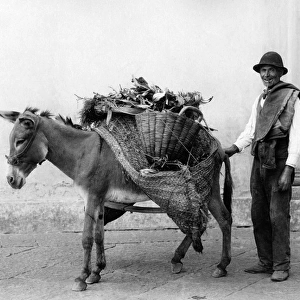 Vegetable seller and donkey, Naples, Italy