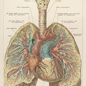 Front View of Lungs
