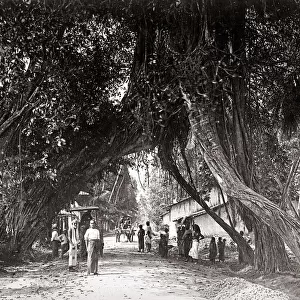 Village scene in India, overhanging trees, c. 1880 s