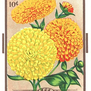 Vintage seed packet: Calendula