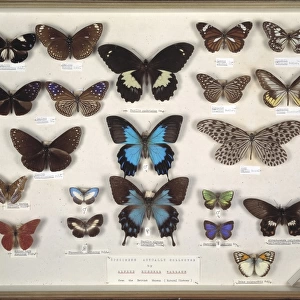 Wallaces butterflies