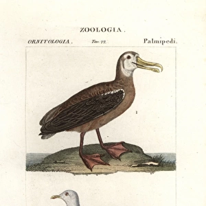Wandering albatross, Diomedea exulans (vulnerable)