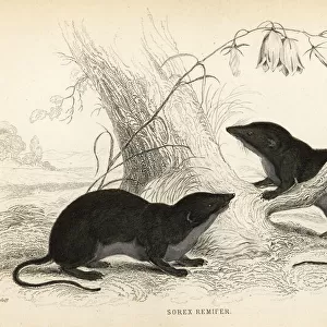 Water shrew, Neomys fodiens