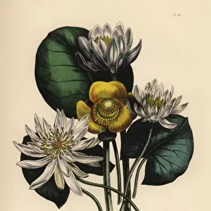 Waterlily species