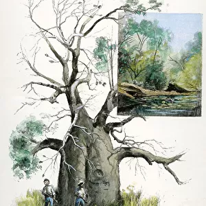 Western Australia - Kimberley - Baobab Tree