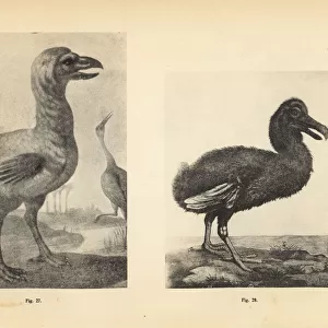 White dodos by Johann Walther and Jacob Hoefnagel