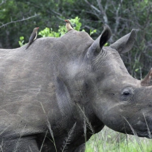 White Rhinoceros / Square-lipped Rhino