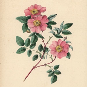 Wild rose, Rosa parviflora