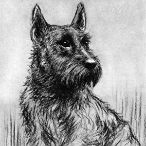 Winkle - Duke of Gloucesters pet Scottish terrier