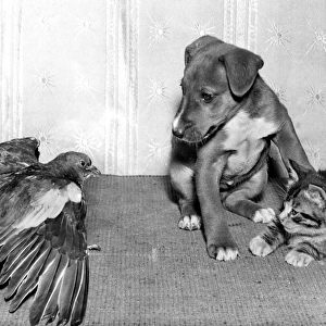 Wood Pigeon, Pup and Kitten