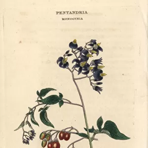 Woody nightshade, Solanum dulcamara