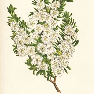 Woolly tea-tree, Leptospermum lanigerum