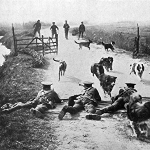 WW1 messenger dogs - training them under rifle fire