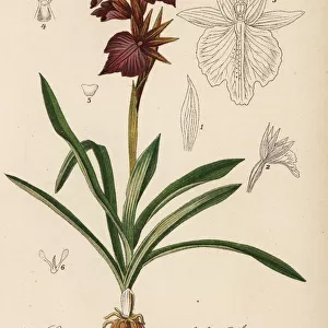 x Serapicamptis triloba orchid