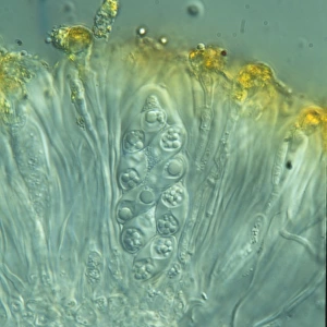 Xanthoria parietina, lichen