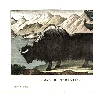 The yak of Tartary, painted by George Stubbs