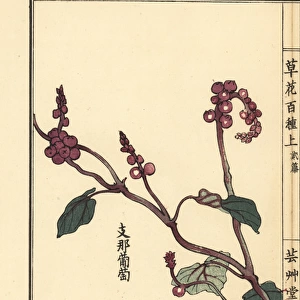Yamabudou or crimson glory vine, Vitis coignetiae