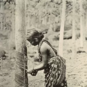 Young woman tapping a rubber tree, Ceylon (Sri Lanka)