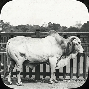 Zoo - Brahmin Bull