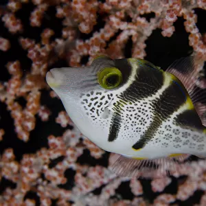 S Collection: Sharpnose Puffer