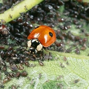 2-spot Ladybird - feeding on aphids UK
