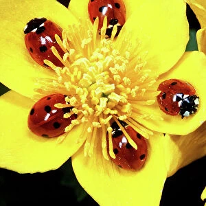 Ladybird Collection: Related Images